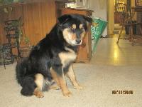 This dog started out a small handful of fur. He was a rescue puppy.