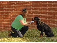 Debbie training Zeus, a rottie rescued from a dog pound who went on to have a successful police career making a number of appearances at Crufts.  Picture by  Gary Trotter.