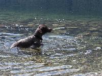 Sam isn't really a water dog, but he's slowly getting into it. This was last summer at a lake about an hour away from our house.