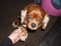 My Beautiful Ruby Cavalier King Charles Spaniel Called Kito.
