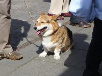 A gorgeous Pembroke Corgi we met.