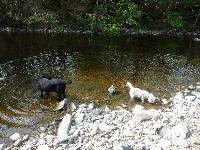 Buddy and Star paddle at Dolanog.