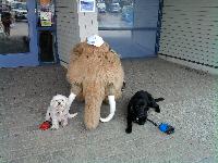 Buddy and Star meet a mammoth!
