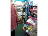 Here's a sight you don't often see - a dog in a chemist shop.