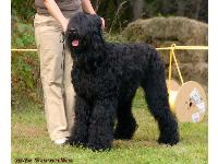 Kalinka's Illarion (Lari) Iz Teremka strikes a pose as he wins best of breed