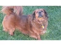 This is Maggie- she is 8 1/2. Her daddy was a dachshund and her mommy was a chow/german shepherd mix. Maybe she and Mojo are long lost siblings!