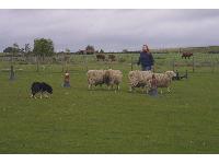 Julie and Jim are in control of the sheep. Well, it's mainly Jim, but don't tell Julie that!