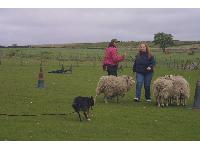 Vikki Sykes helps Julie direct Pip on the Sheepdog Experience at the Mainline Border Collie Experience.