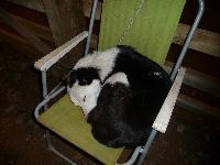 Laidback Millie sleeps through the Sheepdog Experience - and lets the other dogs do all the work!
