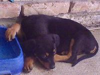 this is my new puppy Sheba, I adopted a rottweiler/shepherd mixed puppy . She was a little shy when she cane to her new home but after a few hours she was getting use to here new master and her new home.