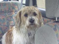 Heres Toby he loves everyone'
 He loves going to pub going out in the car
about the only thing he does not like is going out in the rain