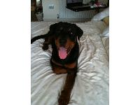 This Is Denzel, our 8 Month Old Rotty Puppy who we rescued last week, he had been bought as a puppy by a young couple with 3 children under the age of 5 and dont think they realised just how much time and commitment goes into take care of these gentle giants, and so they signed him over to us.  There misfortune was our stroke of luck, both me and my partner have bad cases of puppy love since we got him last week and are totally smitten with everything about him.  He enjoyes twice a day swimming in the river at the bottom of our garden and playing with all the other dogs there.