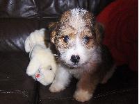 Our jack russell has curly hair too we haven't seen another jack russell with curly hair until now either their very cute.