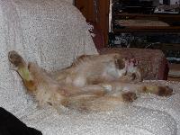 Rusty knows how to relax!