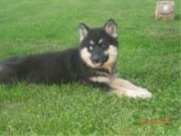 Here's Marlee, our rare, black and tan, wooly coated 5 month old female.