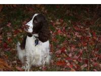 Enjoying the fall leaves in Land O Lakes, WI