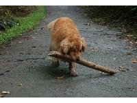 Tika was the envy of all the dogs at the park when she found this stick.