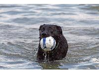 My water dog