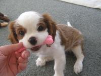 Shes a bit bigger now but this is my baby Bella when she was about 9 weeks old