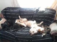 Rusty stretches out and gets more than his fair share!