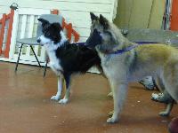 Zoe (Border Collie) and Zinda (Belgian Shepherd) keep a close eye on team rehearsals.