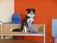 Lovely Border Collie Zoe practises the benching scene for the Safe and Sound Team display for Crufts 2012.