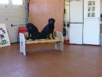 Two labs (not Buddy) practise the benching scene for the Safe and Sound Team display for Crufts 2012.