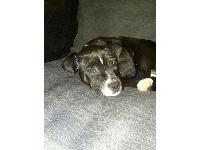 also has white patch on the back of kneck
Doglost Page: http://www.doglost.co.uk/dog_blog.php?dogId=37132
Facebook group: https://www.facebook.com/groups/373297006032304/