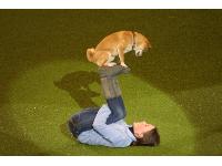 Elee the Shiba Inu with her owner Delphine Lamalle won Crufts Factor 2012 with an impressive display of tricks.