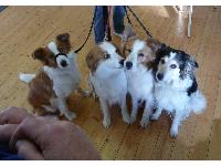 Four canine members of the Roann's Dog Therapy Team wait for a treat.