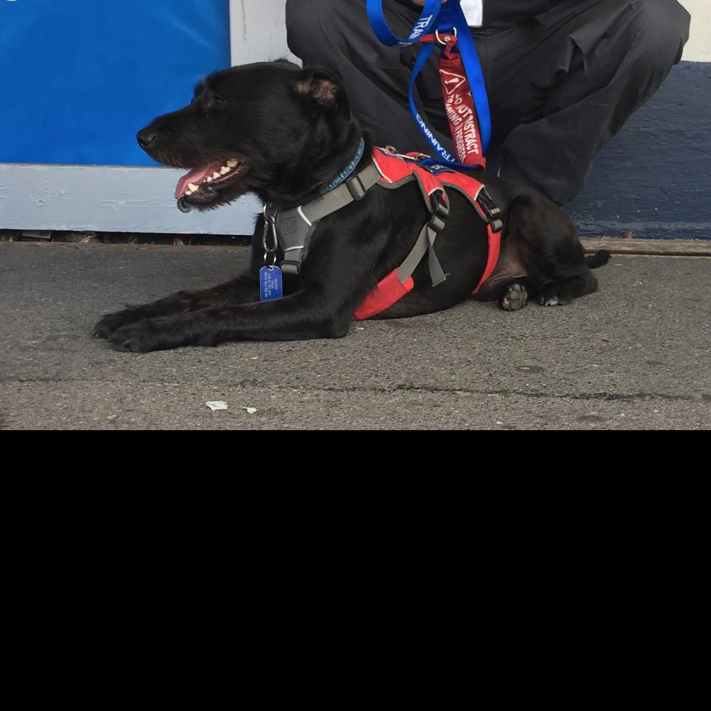 Episode 188 - Service Dogs UK and  Roxie the Doxie Finds Her Forever Home episode artwork