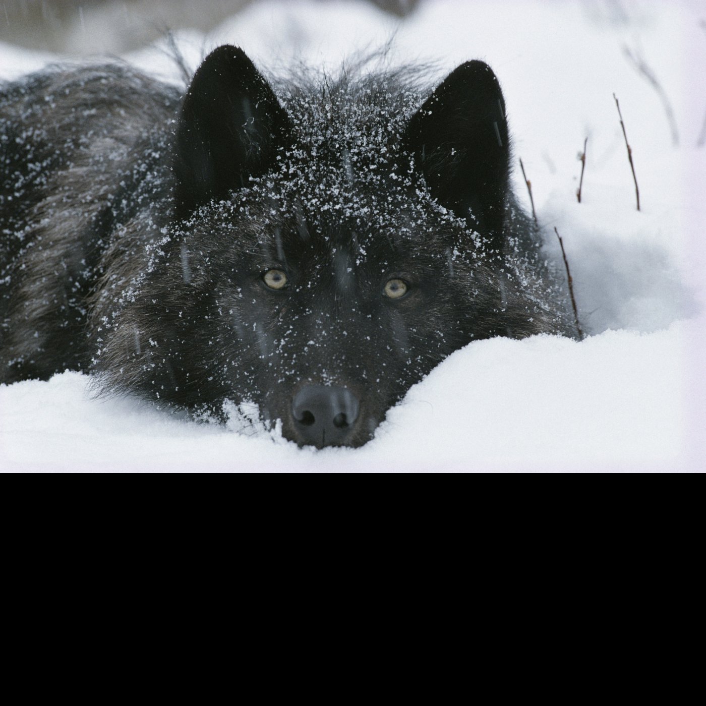 Episode 196 - The Wisdom of Wolves with Jim and Jamie Dutcher episode artwork