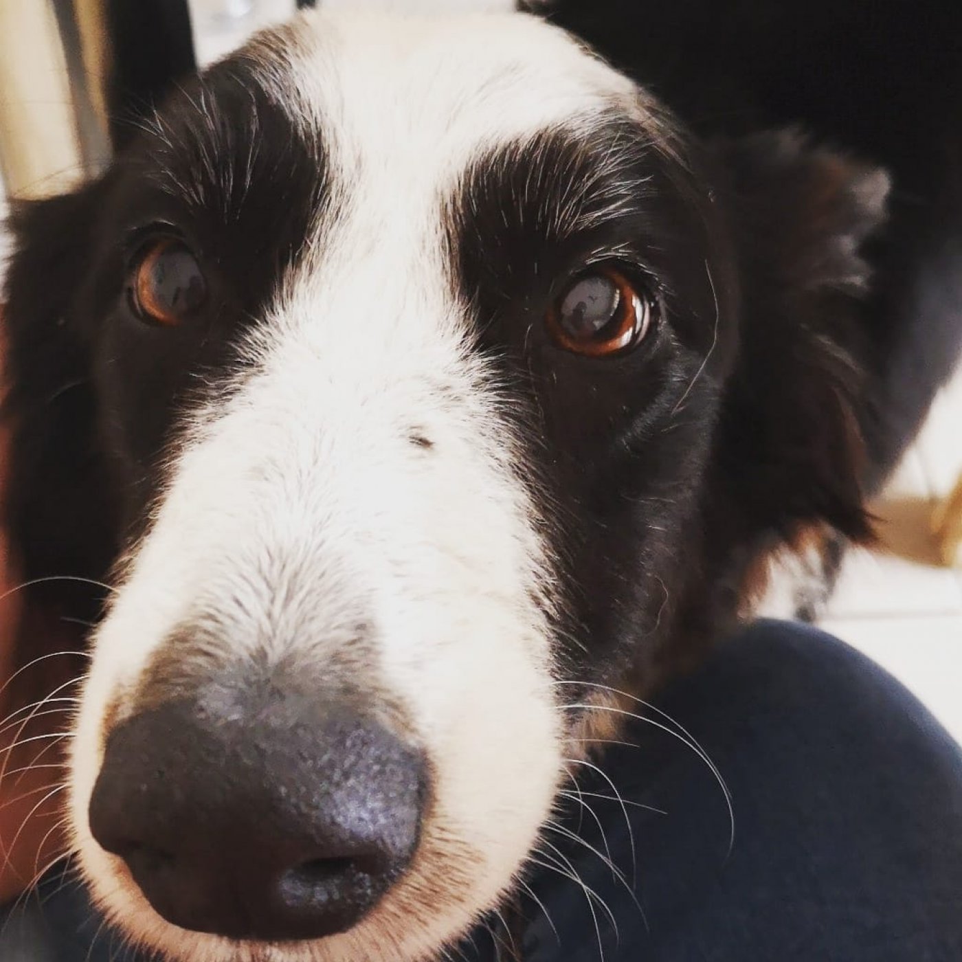 Episode 221 - Stop importing puppies and dogs who found romance for their human episode artwork