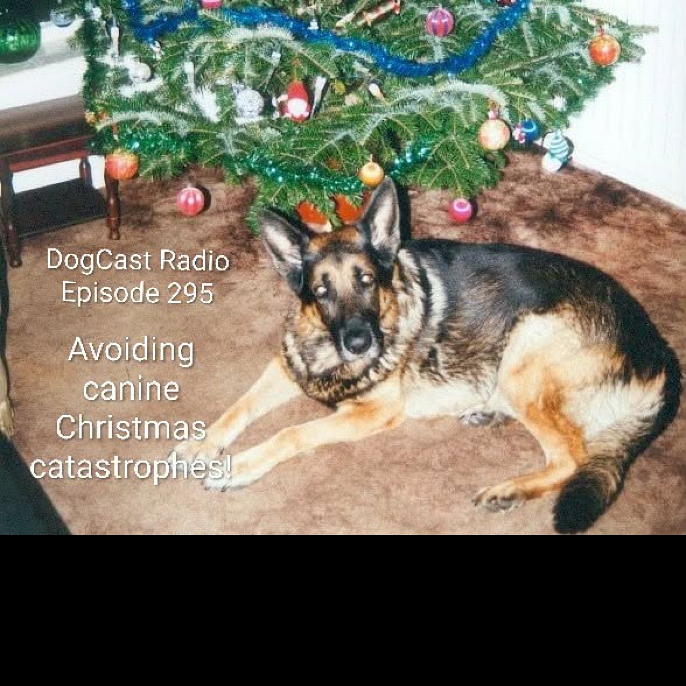 Episode 295 - Avoiding canine Christmas catastrophes