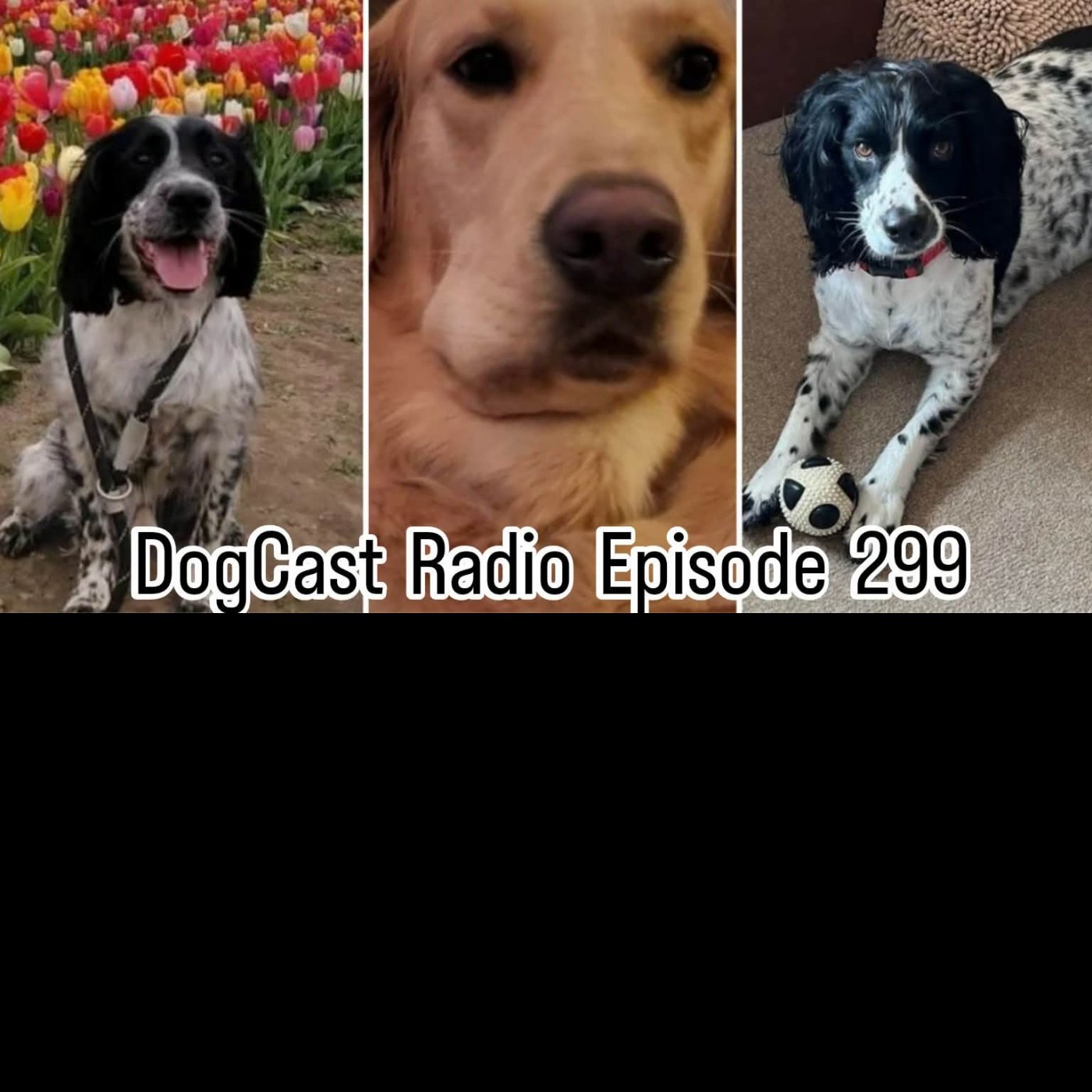 Episode 299 - dog themed AITA and AIBU, dogs' brains shrinking, toxic tulips and adder bites
