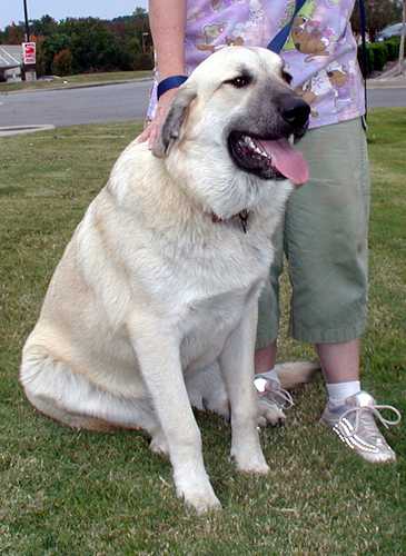 At 10 months old, duke is already 110 pounds