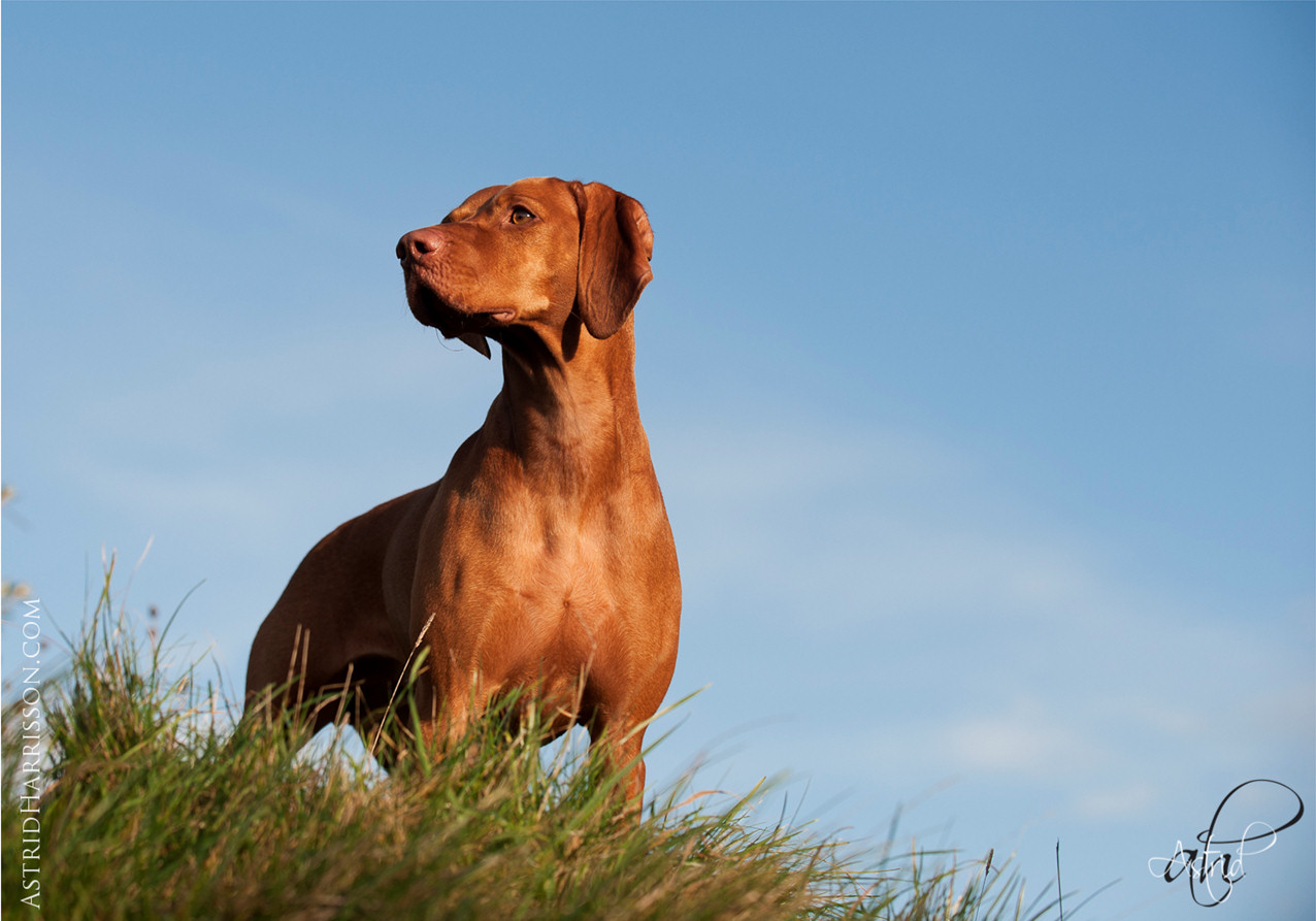 Astrid Harrisson's beautiful photography illustrates the book. Maisie, Hungarian Vizla, on the Gower Peninsula, Wales.