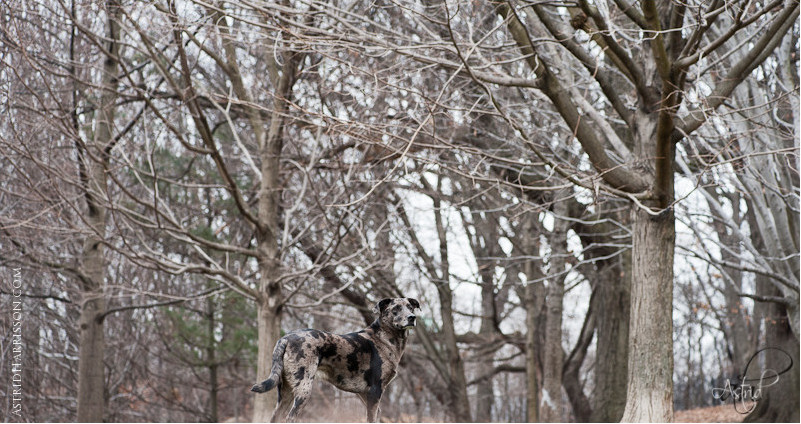 Astrid traveled to the USA to photograph some breeds. Jeter, Catahoula Leopard Dog, Brooklyn, NY