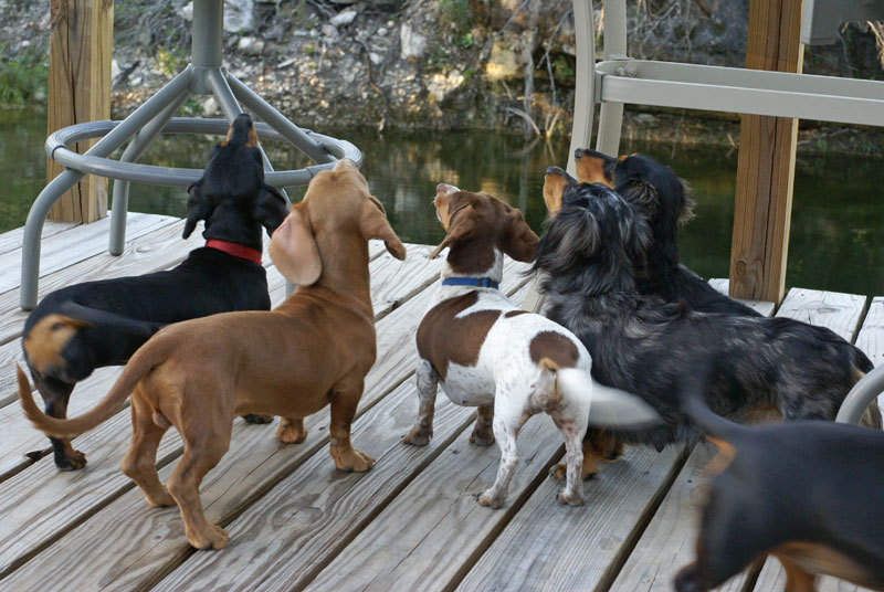 Molly breeds characterful Dachshunds that thrive on being together.