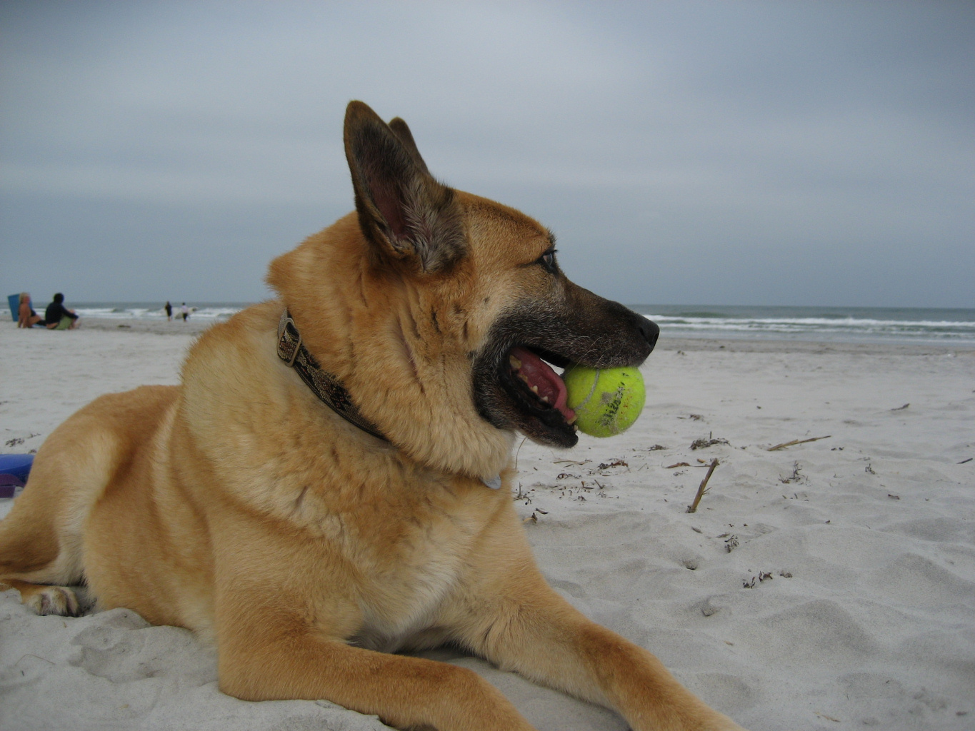 Gracie needs help coping with Cushing’s Disease.