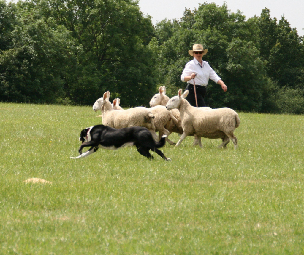 Joyce and her Border Collie in action.