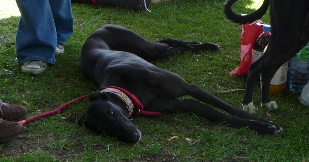 Josie's dog Maggie is a great role model for foster dogs.