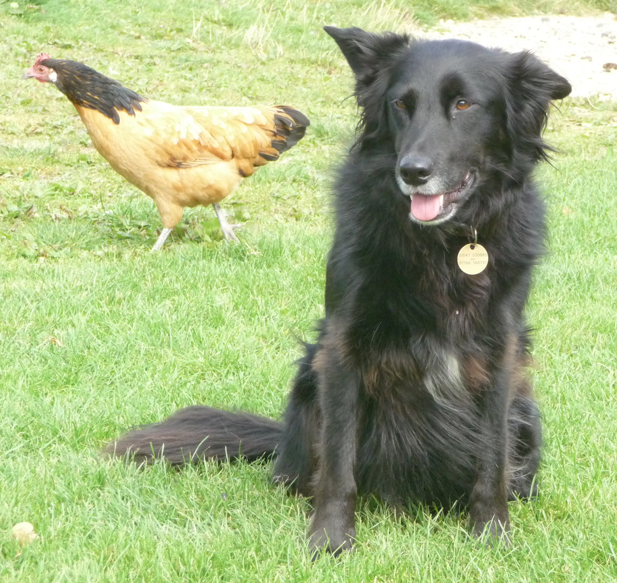 Is that chicken stealing my limelight? Wonders  Mitsi.
