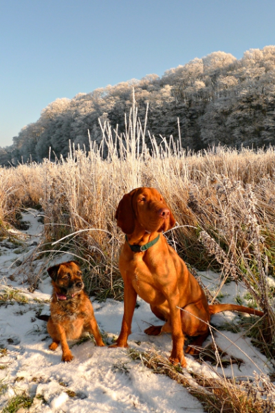 Nick's dogs Pip (left) and Max (right).