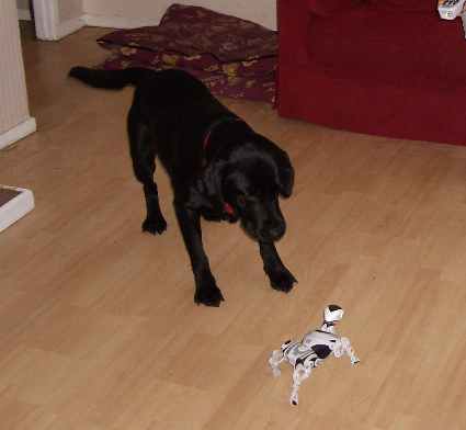 Robo Pet and Buddy