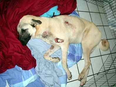 Selma recovers at Dogs Only