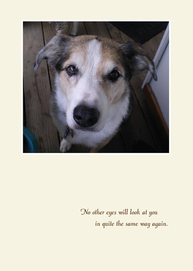 Tika's lovely face has been part of a sympathy card.