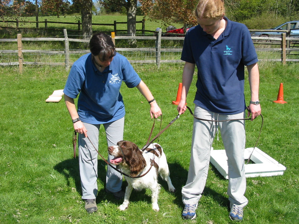 Tellington Touch can involve a variety of equipment.