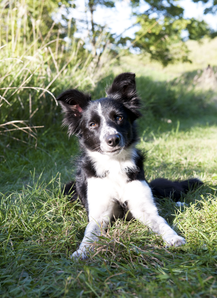 Lucky the Border Collie is looking for a happy ending in the movie You Lucky Dog.