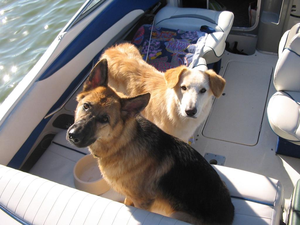 Boat Dogs DogCast Radio